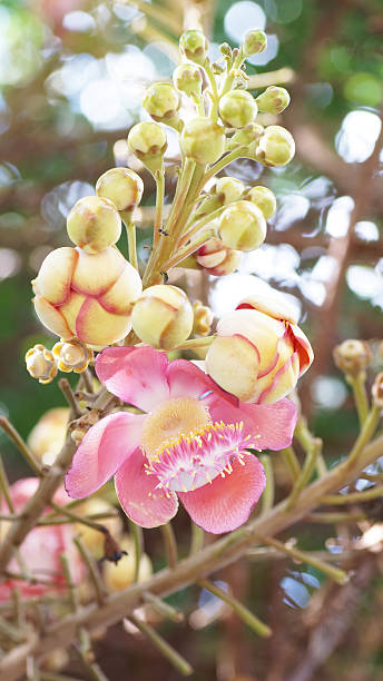 istock Sal flowers or Cannonball tree 502153622