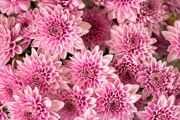 Soft pink purple Chrysanthemum flowers nature abstract background stock photo