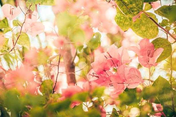 istock Paper flowers or Bougainvillea vintage 502155689