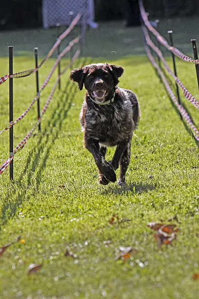 Hunting dog in a race