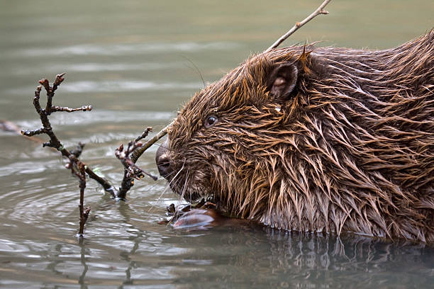 istock Close-up of beaver 502156234