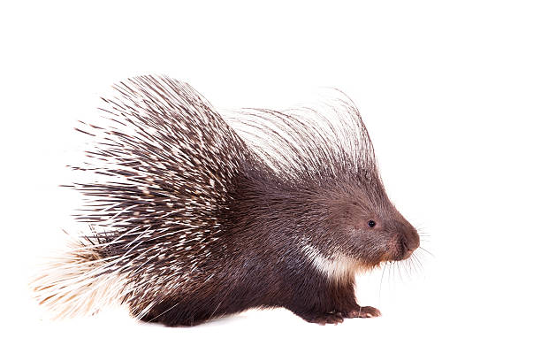 istock Indian crested Porcupine on white 502156385
