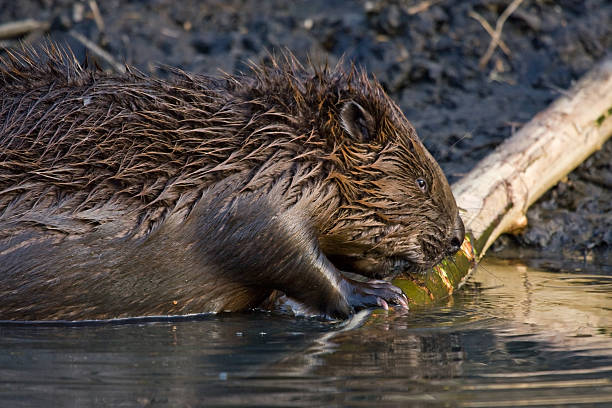 istock Close-up of beaver 502157030