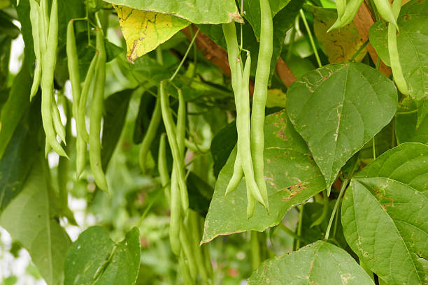 istock bush bean growing in the agricultural farm 502157134