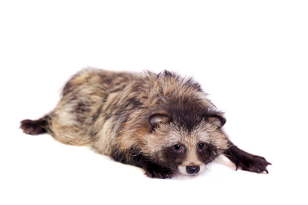 raccoon собака на белом фоне - raccoon dog стоковые фото и изображения