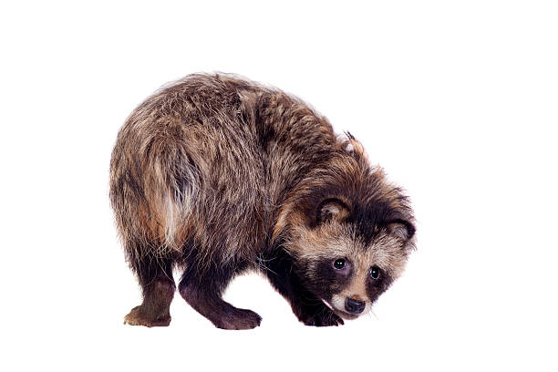 istock Raccoon Dog on white background 502157477