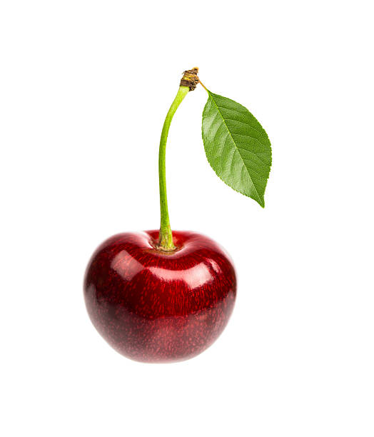 istock One sweet cherry with the leaf  on a white background 502157601
