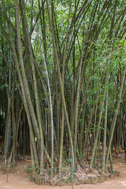 muletas de bambu gigante no jardim botânico real - abstract textured textured effect real estate imagens e fotografias de stock