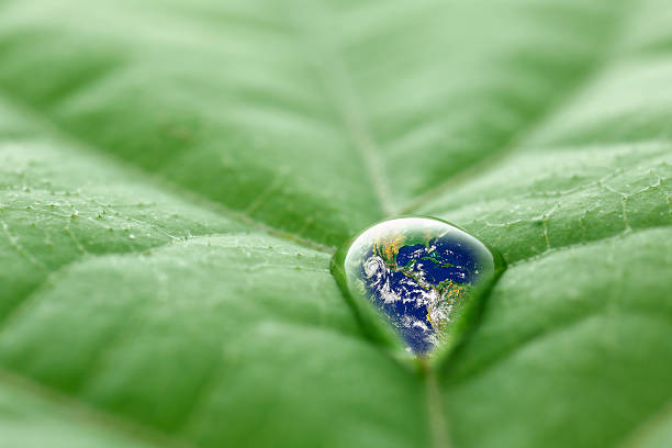istock leaf with rain droplets - Recovery earth concept 502157798