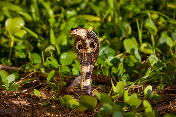Monocled cobra ,A very poisonous and dangerous snake.