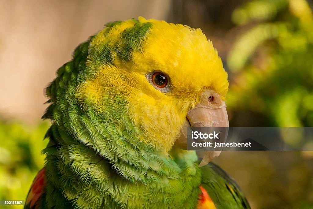 Gelbe Leitung Amazon Parrot - Lizenzfrei Papagei Stock-Foto