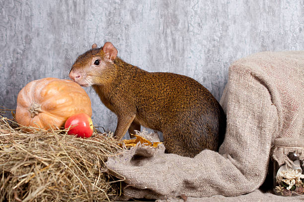 агути центральной америки - agouti стоковые фото и изо�бражения