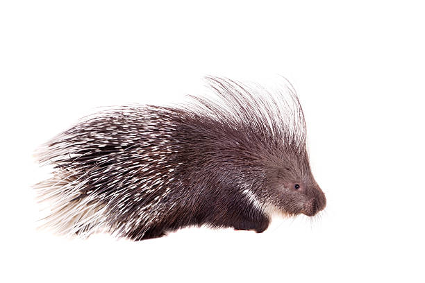 istock Indian crested Porcupine on white 502158293
