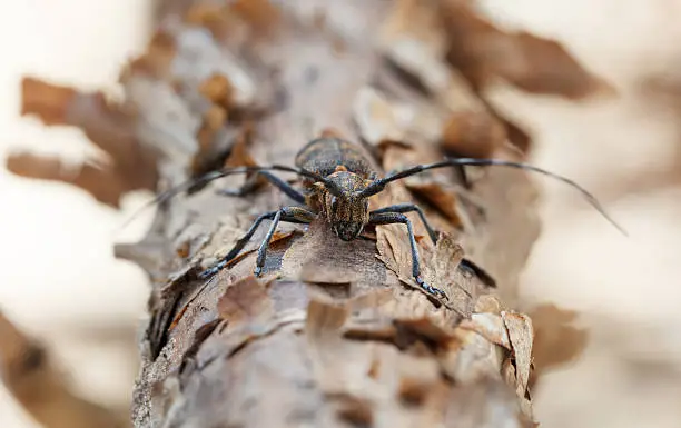 Macro en face of longhorn beetle resting on pine tree