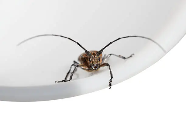 Macro en face of longhorn beetle sitting on white plate, low angle view