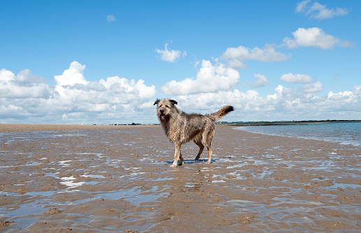 Irish wolfhound walking on the beach