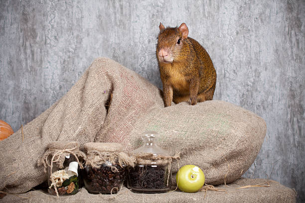Central American agouti Central American agouti, Dasyprocta punctata, on straw dasyprocta stock pictures, royalty-free photos & images