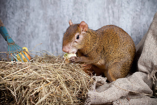 Central American agouti Central American agouti, Dasyprocta punctata, on straw dasyprocta stock pictures, royalty-free photos & images