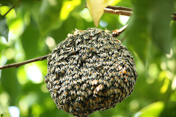 istock swarm of many bees on a tree branch 502159366