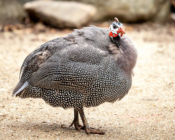 istock Helmeted Guineafowl Standing in the Dirt Looking at Camera 502159459