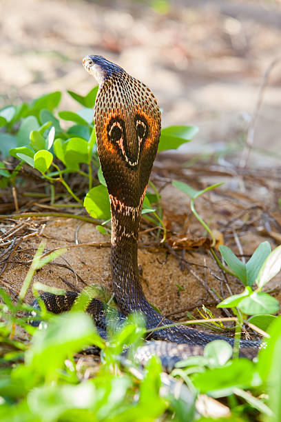 istock Cobra snake in natural habitats 502159700