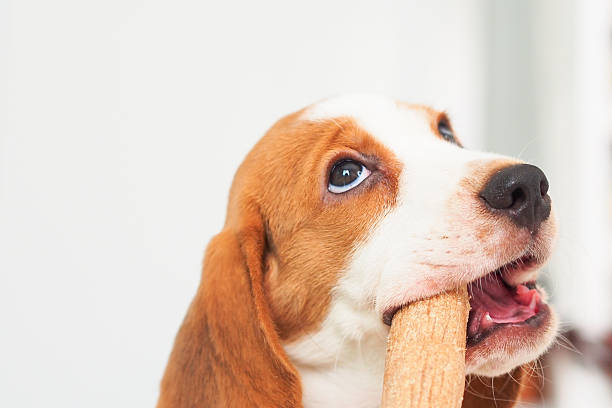 istock Little Beagle puppy play the snack 502159728