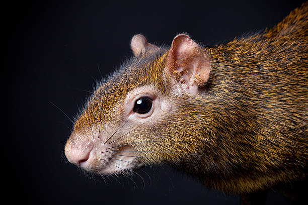 центральной америки агути на черный - agouti стоковые фото и изображения