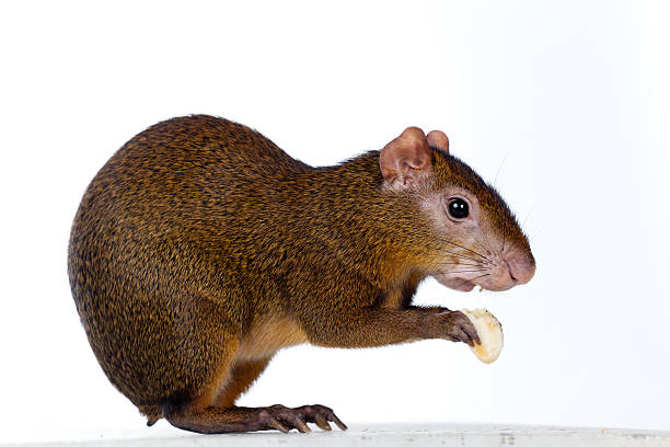 Central American agouti, Dasyprocta punctata, isolated on white background