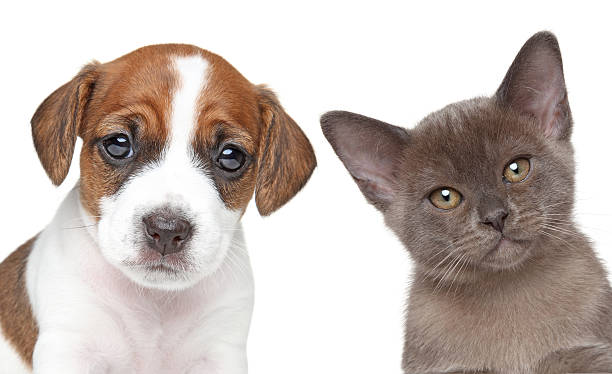 istock Puppy and kitten 502159997