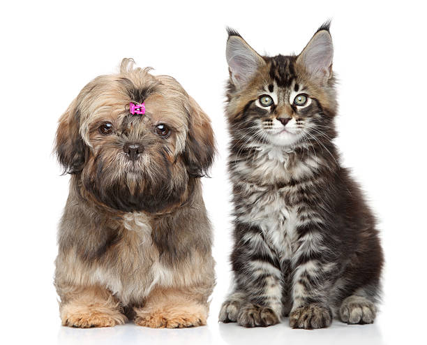 istock Puppy and kitten on white 502160003