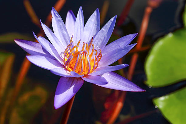 istock Violet Water Lily Flower 502160044