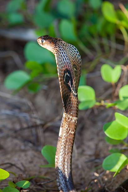 Anguis fragilis