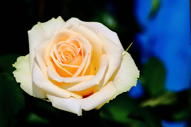 istock Yellow Rose Flower 502160744