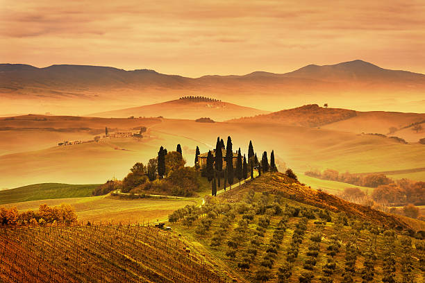 霧の朝、デビッド・タスカニーは、イトスギの木が並びます。イタリアます。 - val tuscany cypress tree italy ストックフォトと画像