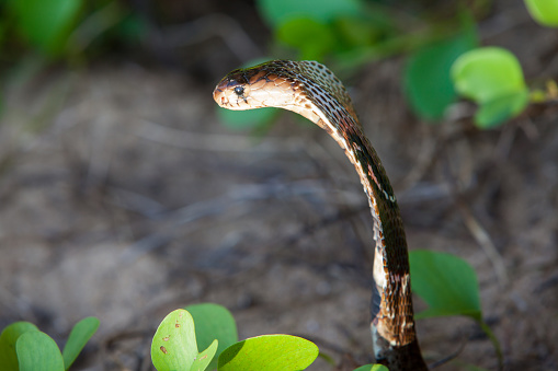 Cobra snake close-up in natural habitats - Sri Lanka wildlife