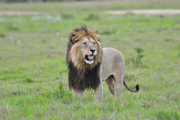 istock Lion standing in the savannah 502161447