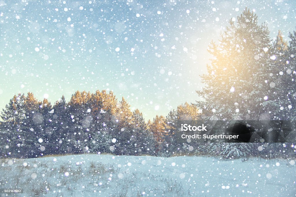 Winter landscape Winter snow scene with forest background 2015 Stock Photo