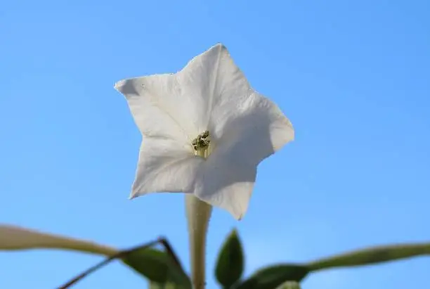 Photo of Ornamental tobacco flower Nicotiana