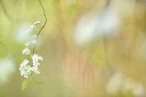 Photo of Cherry blossom