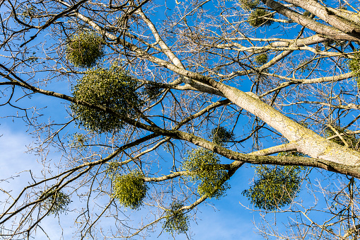 Balls of mistletoe growing on a large tree. Mistletoe is a parastite plant and only growds on other plants.