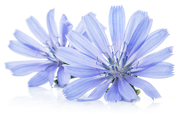 istock Chicory flowers isolated on the white background. 502163966