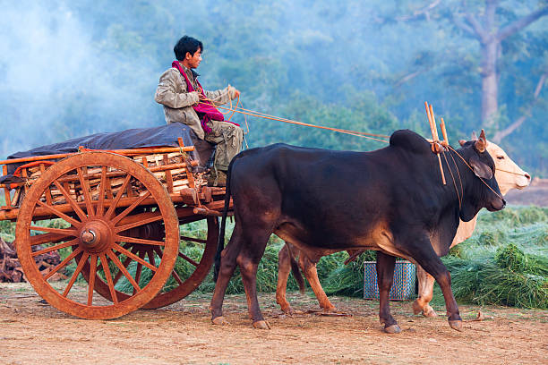 Nyaung Shwe, Myanmar - January 17, 2011: Burmese farmers with harness of draughts driving on the road to weekly market in Shan state.