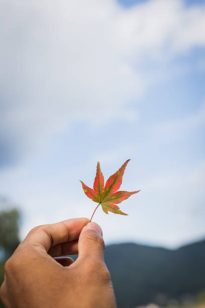istock Man's big hand holding small red maple leaf 502164474