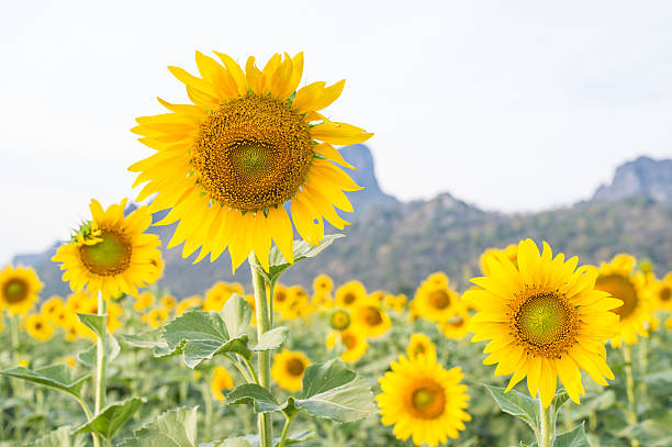 istock field of blooming sunflowers 502164628