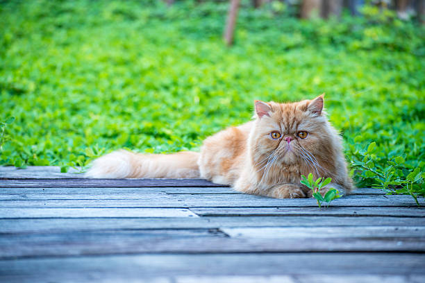 Cute persian cat Portrait of a Persian cat persian cat stock pictures, royalty-free photos & images