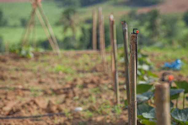 istock Sprinkler for watering Tapioca plantation 502176870