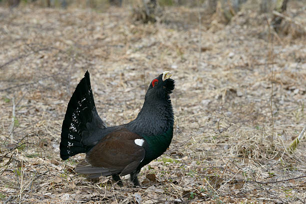 Western Capercaillie Western Capercaillie (tetrao urogallus), male bird displaying.  capercaillie grouse grouse wildlife scotland stock pictures, royalty-free photos & images