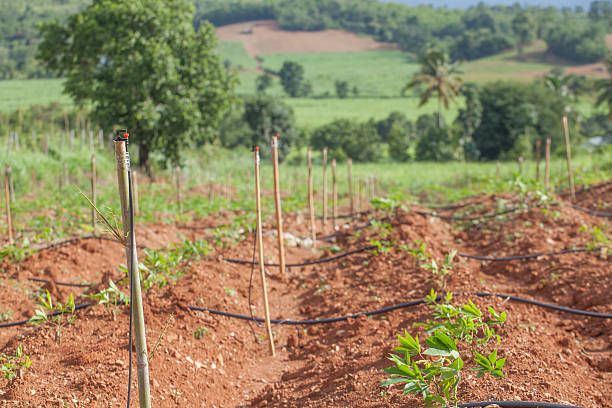 istock Sprinkler for watering Tapioca plantation 502177316