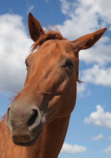 istock Horse in the Sun Teodoro. 502177394