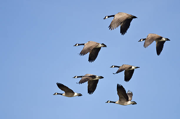 istock Flock of Canada Geese Flying in a Blue Sky 502177768